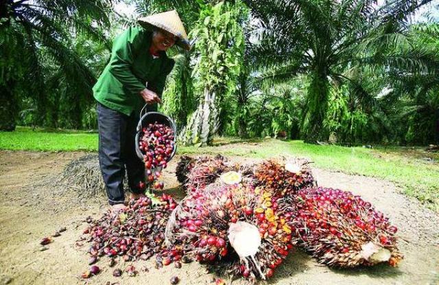 Konferensi Sawit Dunia akan Digelar di Bali 12-14 Februari 2014